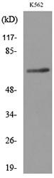 Frizzled-10 Polyclonal Antibody