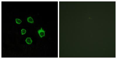 Frizzled-5/8 Polyclonal Antibody