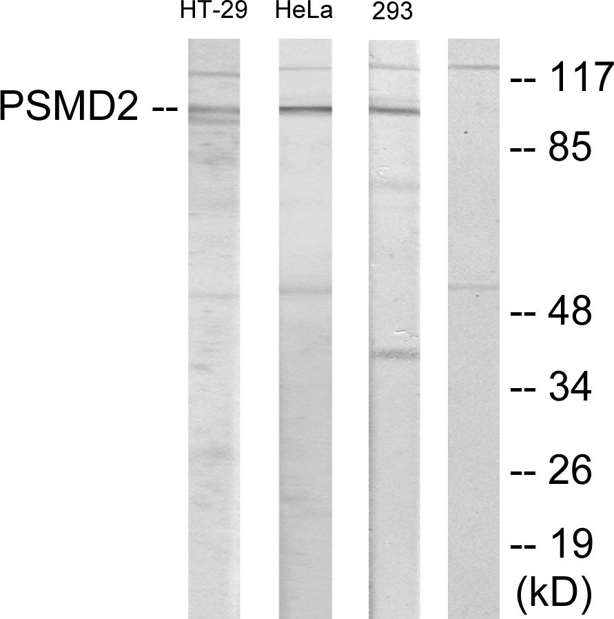 PSMD2 Polyclonal Antibody