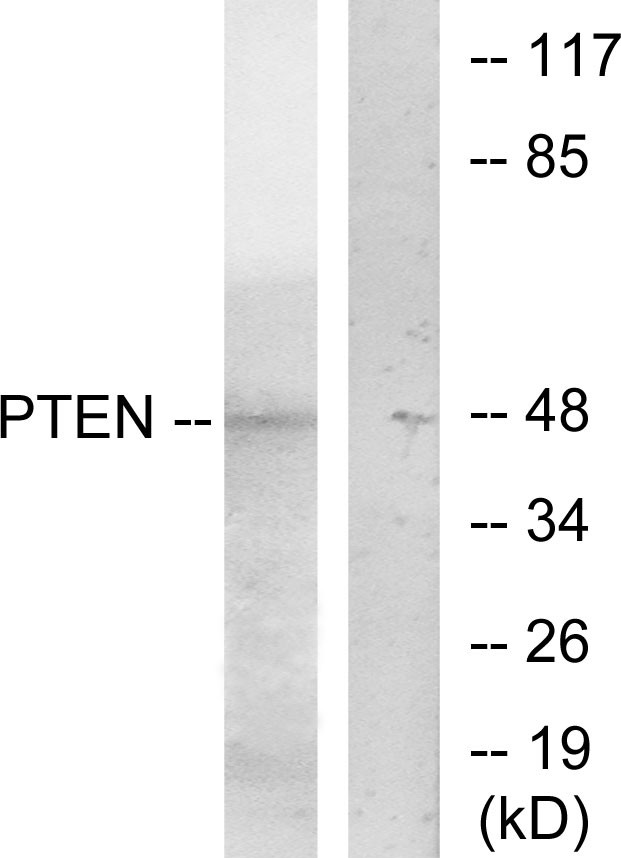 PTEN Polyclonal Antibody