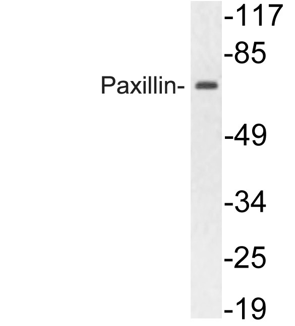 Paxillin Polyclonal Antibody