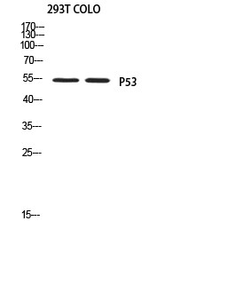 p53 Polyclonal Antibody