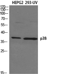 p38 Polyclonal Antibody