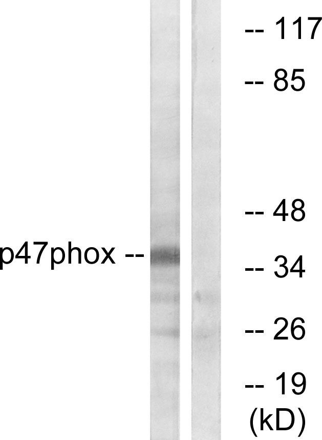 p47-phox Polyclonal Antibody