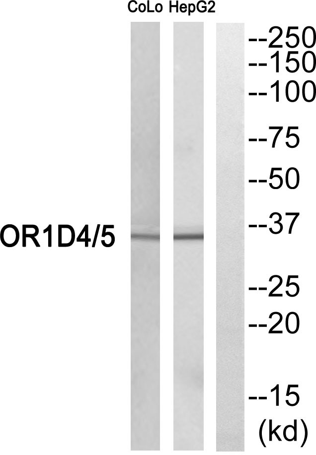 Olfactory receptor 1D4/1D5 Polyclonal Antibody