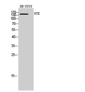 NTE Polyclonal Antibody