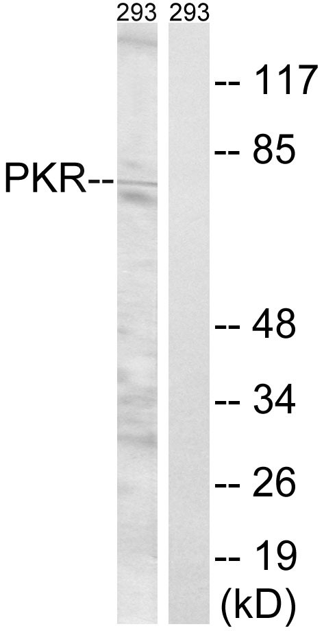 PKR Polyclonal Antibody