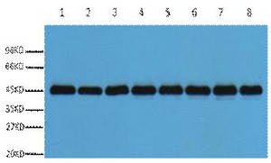 Plant-actin Polyclonal Antibody