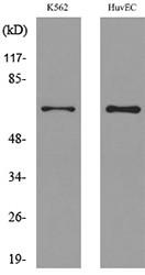 OAT1 Polyclonal Antibody