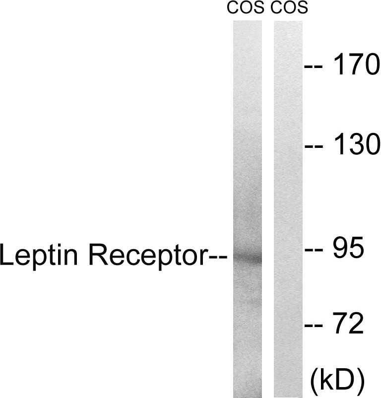 Ob-R Polyclonal Antibody