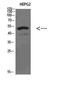 Oct-3/4 Polyclonal Antibody