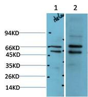 MEK-2 Rabbit Polyclonal Antibody