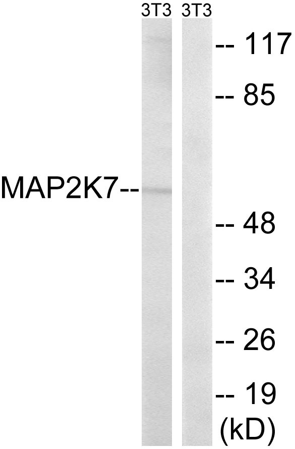 MEK-7 Polyclonal Antibody