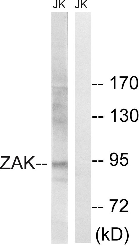 MLTK Polyclonal Antibody