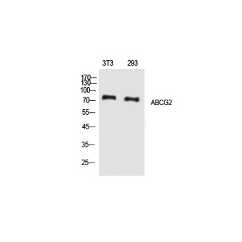 ABCG2 Rabbit pAb