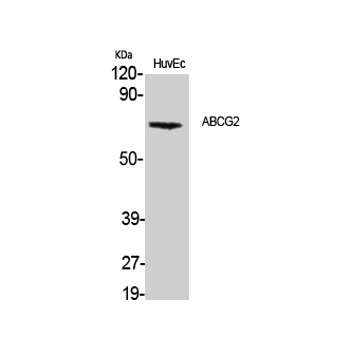 ABCG2 Rabbit pAb