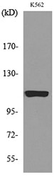 Cryopyrin Polyclonal Antibody
