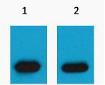 mCherry-Tag Polyclonal Antibody