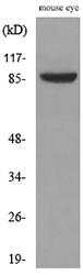 Hrs Polyclonal Antibody