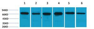 HSC70 Polyclonal Antibody