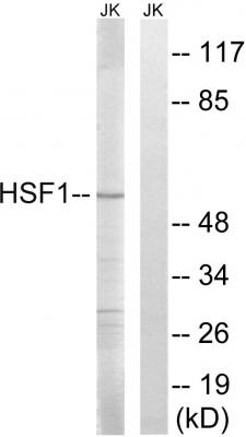 HSF1 Polyclonal Antibody