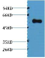 Alliinase Polyclonal Antibody