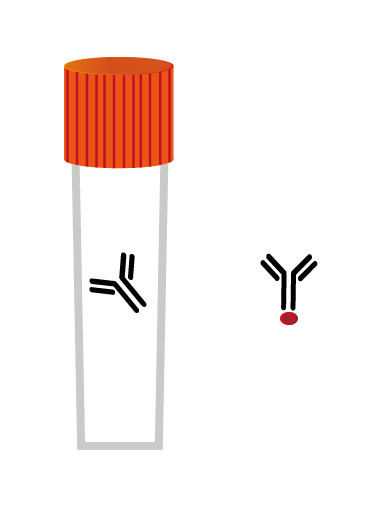 HSP 90 Polyclonal Antibody