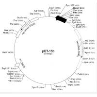 pET-15b