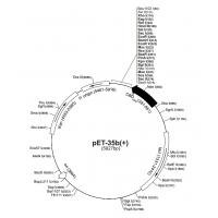 pET-35b（+）