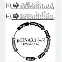 pcDNA3.1+