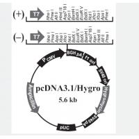 pcDNA3.1/Hygro+