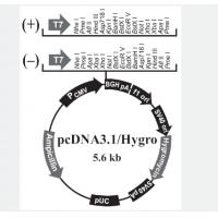 pcDNA3.1/Zeo+