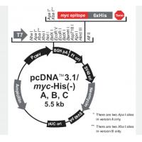 pcDNA3.1/myc-His- A