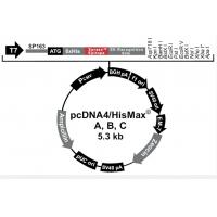 pcDNA4/HisMax B