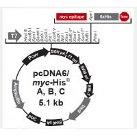 pcDNA6/myc-His B