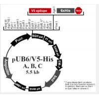 pUB6/V5-His A
