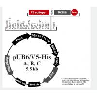 pUB6/V5-His C