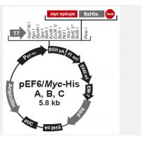 pEF6/myc-His C