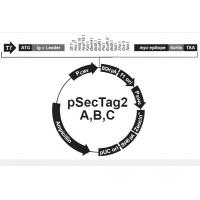 pSecTag2 A