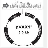 pVAX1