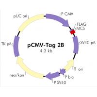 pCMV-Tag 2B