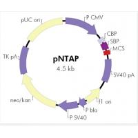 pNTAP-B