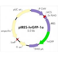 pIRES-hrGFP-1a