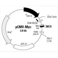 pCMV-myc