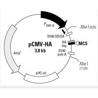 pCMV-HA