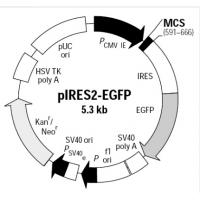 pIRES2-EGFP