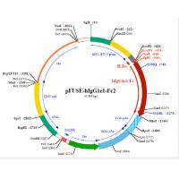 pFUSE-hIgG1e1-Fc2