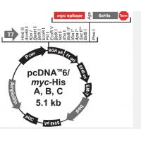 pcDNA6/myc-His A