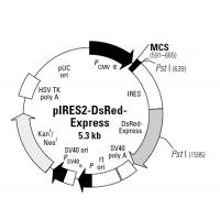 pIRES2-DsRed express