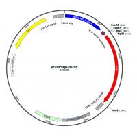 pFUSE-hIgG1e1-CH